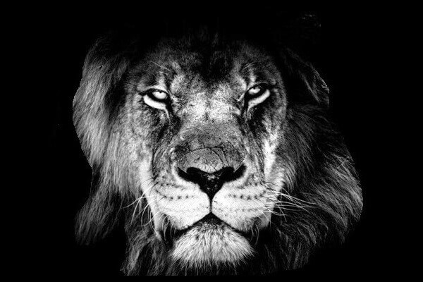 Vibranturre | Being India's Best Executive Resume Service, best lion